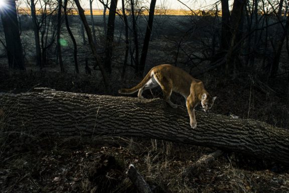 A mountain lion on a log in a forest.