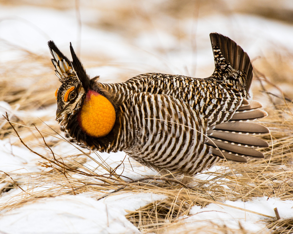 a prairie chicken's gold sacs are fully extrended