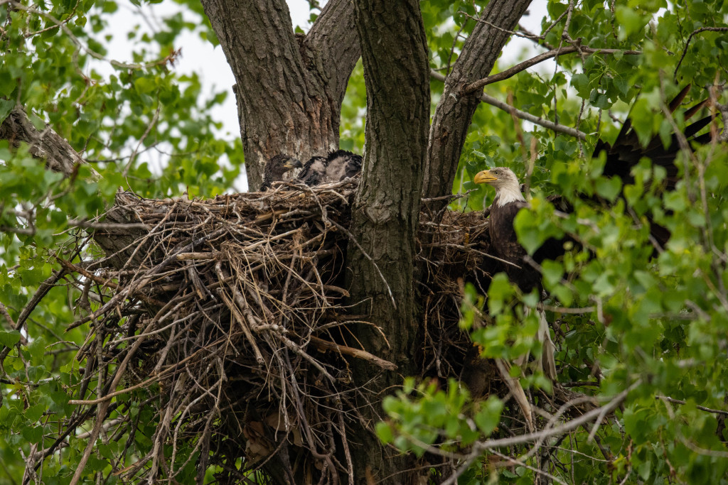 a large nest of twigs and branches is suspended in a tree