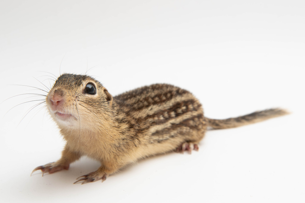 a 13-lined squirrel on a white backdrop stares at the camera 