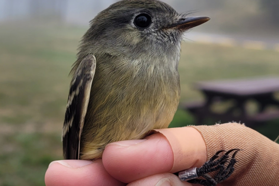 a hand holds a small yellow and gray bird which just got a leg band ID