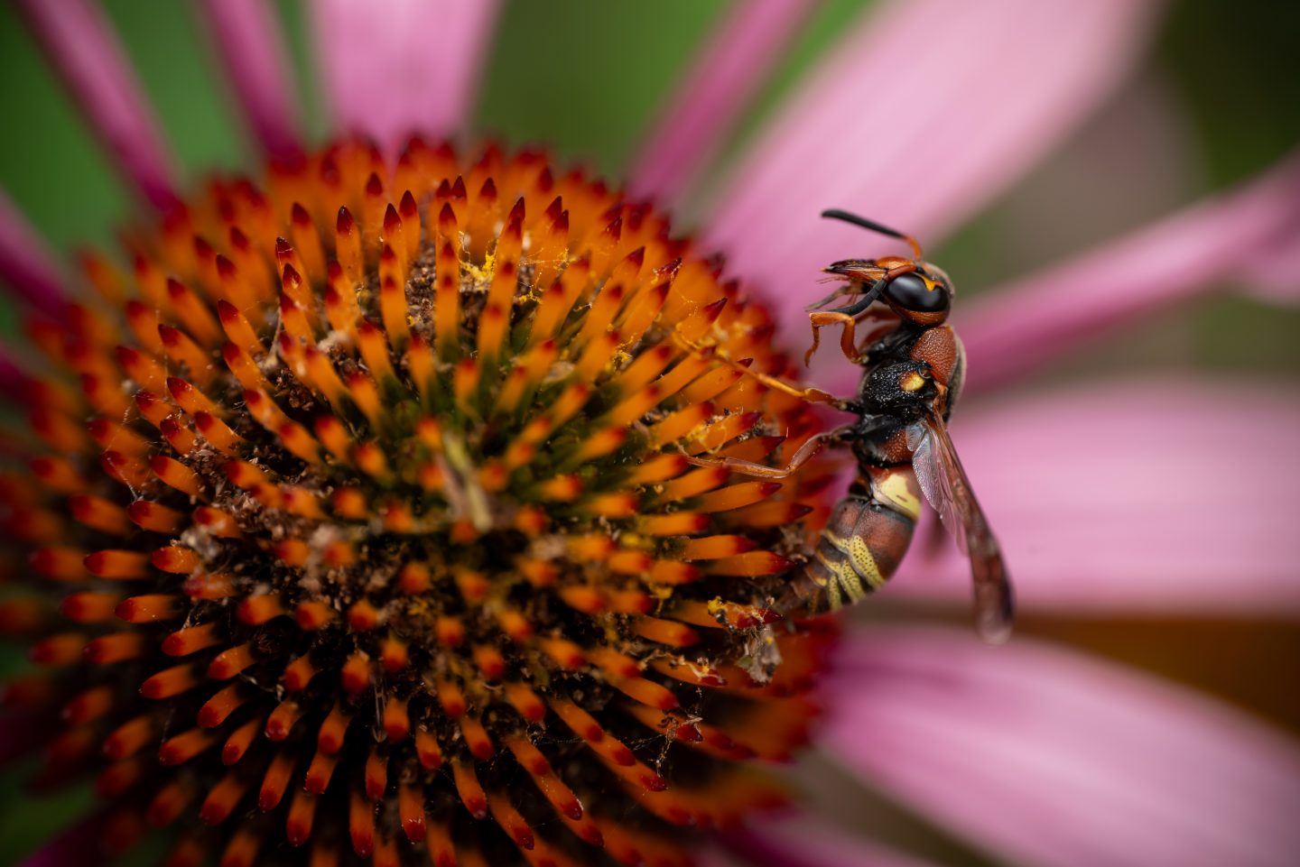 Hidalgo Mason Wasp