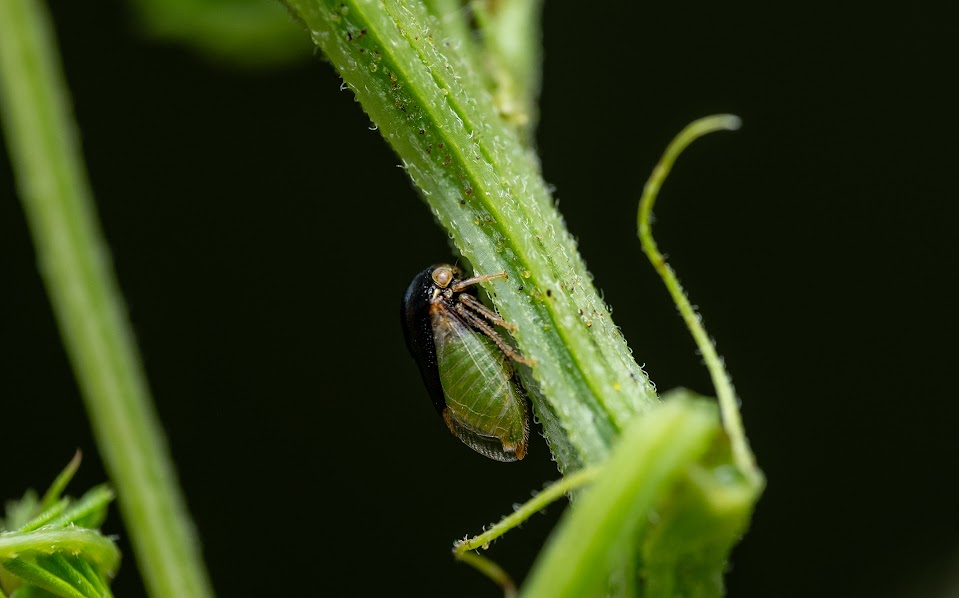 Honeylocust treehopper insect