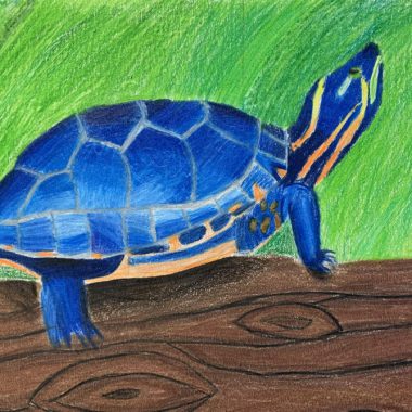 2021 Reptile Art Contest submission turtle artwork