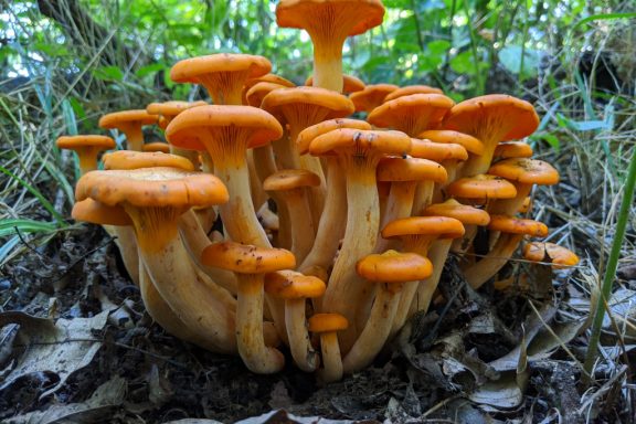 A cluster of jack-o’-lantern mushrooms.