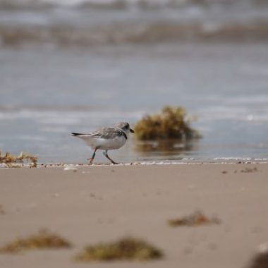 A piping plover runs across a sandy beach