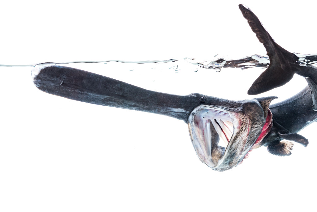 A paddlefish underwater with its mouth open.