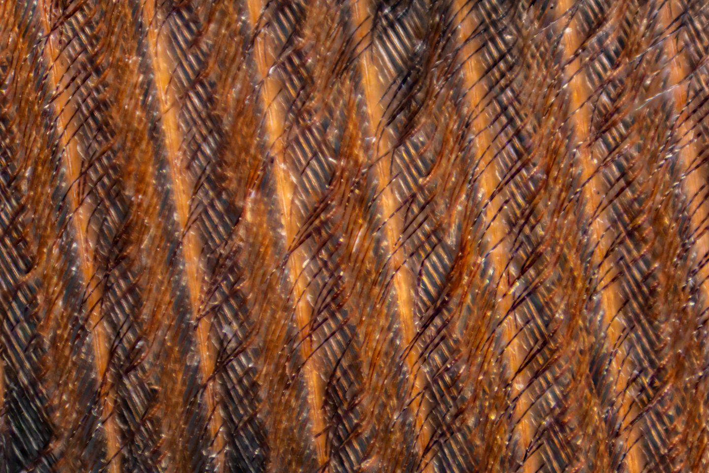 While some barbules are “zipped” up tight, others, like that in the tail feather of a ring-necked pheasant, are more softly interlaced.