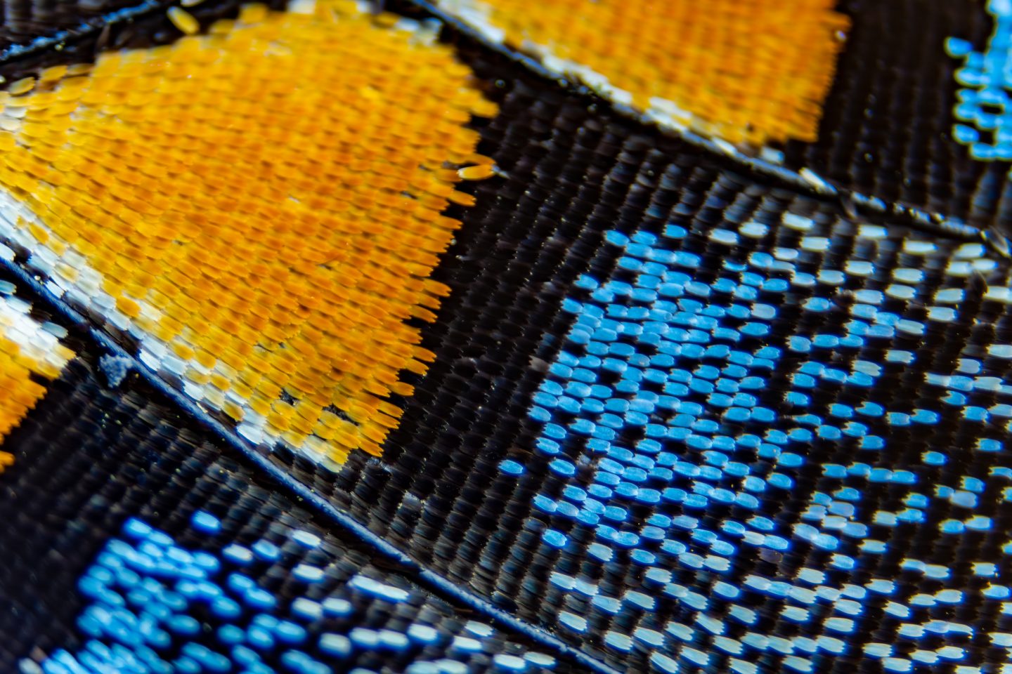 The fragile, overlapping scales on the wing of a black swallowtail butterfly under a microscope. The delicate veining in the bottom left corner carries air for structural support of the wing, not blood as with other types of veins.