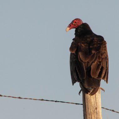 a turkey vulture sits on a fence post