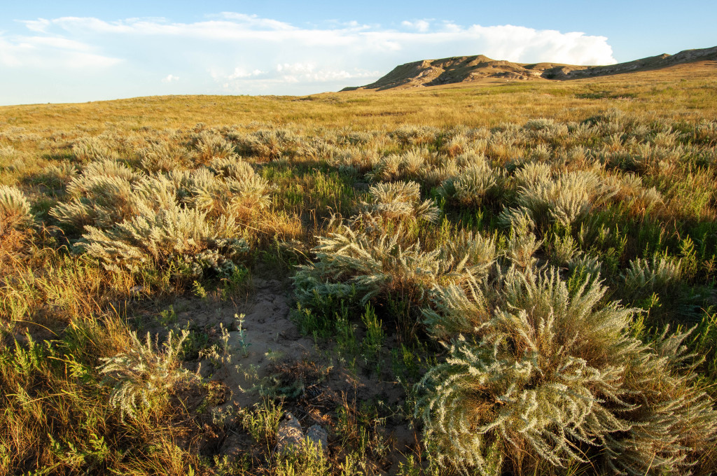 shortgrass prairie grass fills the foreground