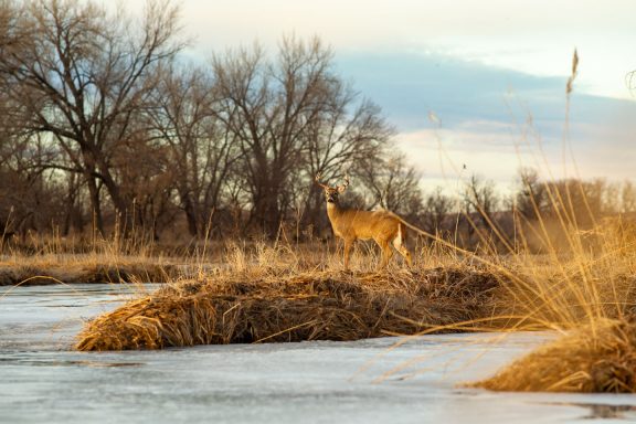 A white-tailed buck looks across the frozen Platte River at dusk.