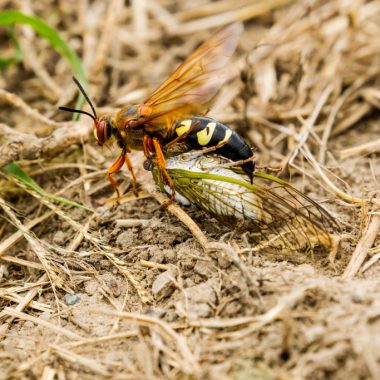 Cicada killer wasp drags a paralyzed cicada to its den.