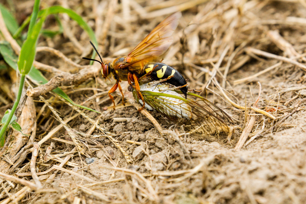 Cicada killer wasp drags a paralyzed cicada to its den.