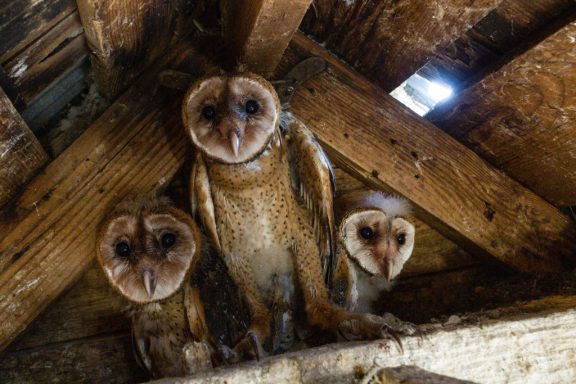 Three barn owls in the rafters of a barn.