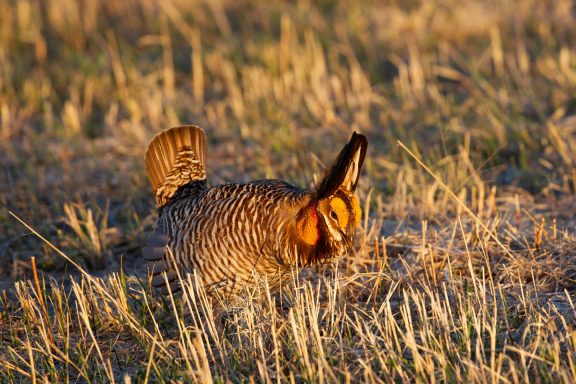 A male prairie-chicken inflates his orange air sacs as he dances and displays his mating ritual.