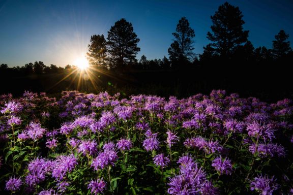 Wild bergamot blooming near a pine forest.