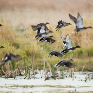 ducks take off from a shallow pond