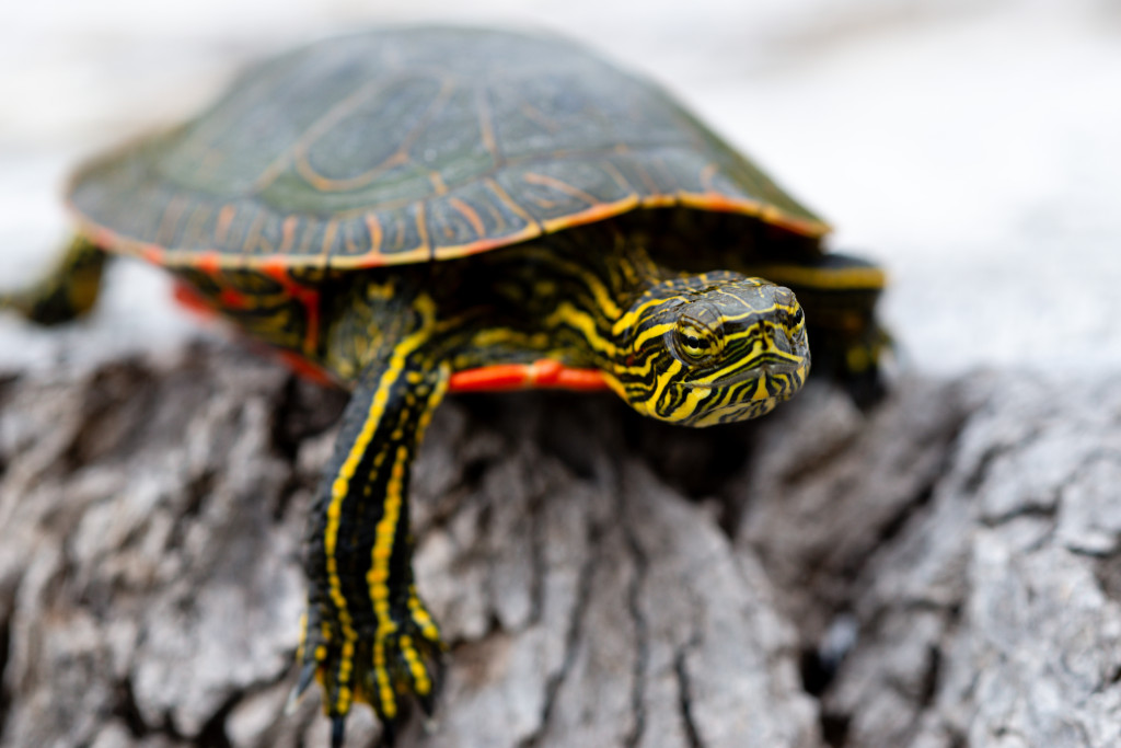 a detail shot of a painted turtle's face and leg, whose yellow stripes are vibrant against its dark green skin