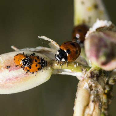 three orange-red lady bugs rest on a white leaf