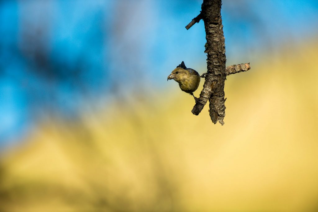 A red crossbill on a branch.