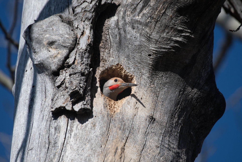 a woodpecker pokes its head out of a tree, smooth without bark