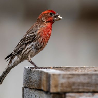 House finch at feeder.