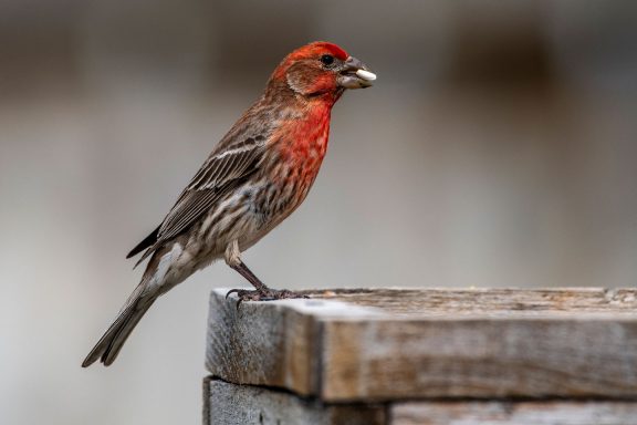 House finch at feeder.