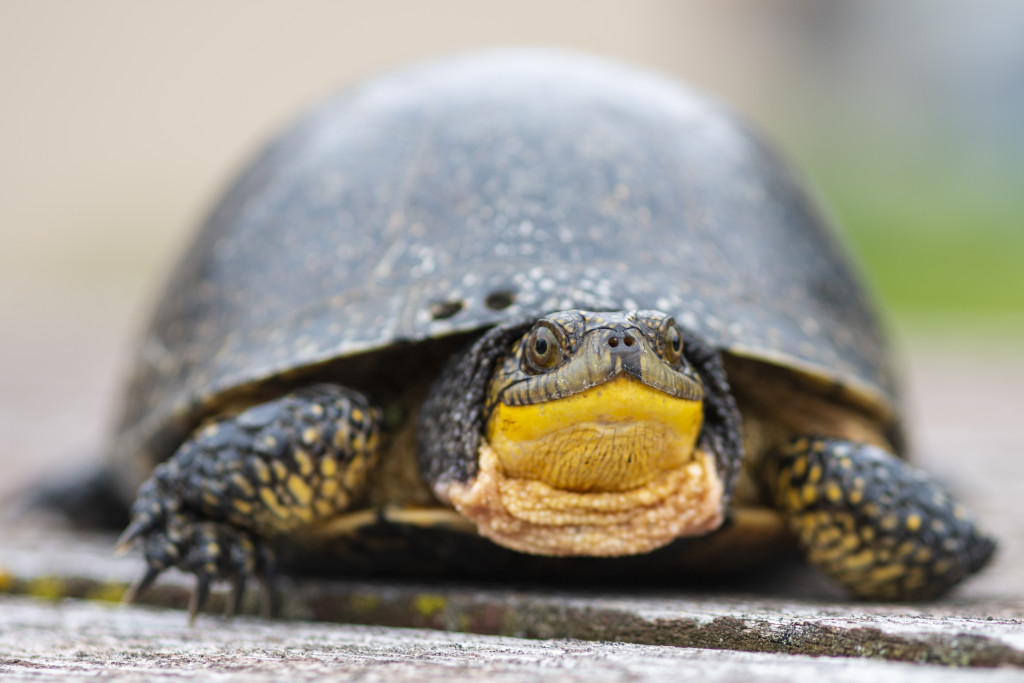 a detail shot of a Blanding's turtle just shows its face in focus