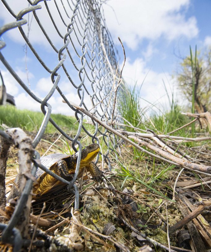 A Blanding’s turtle encounters a chain link fence near a Nebraska wildlife management area.