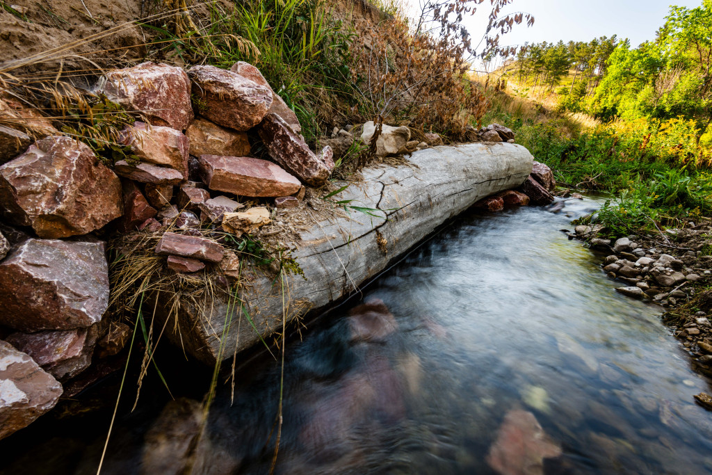 A cottonwood log along a creek.