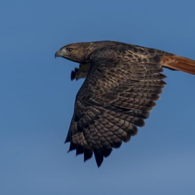 a red-trailed hawk, wings down in flight, against a cloudless blue sky