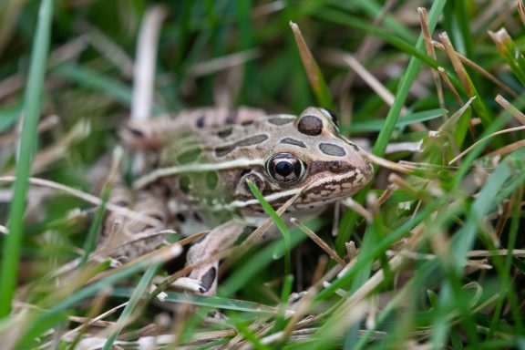 a small light-green spotted frog is nearly camouflaged by grass