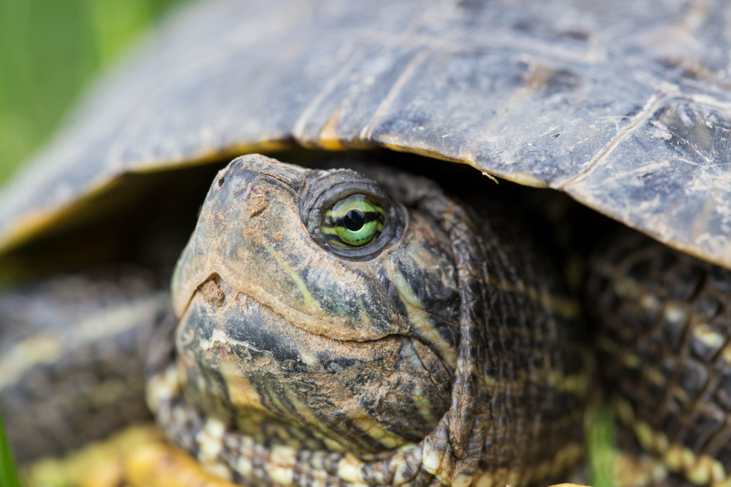 detail shot of a slider's green eye