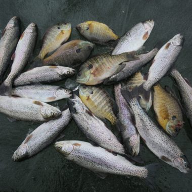 harvested trout and bluegill lay in a pile