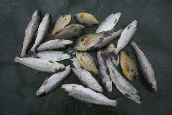 harvested trout and bluegill lay in a pile