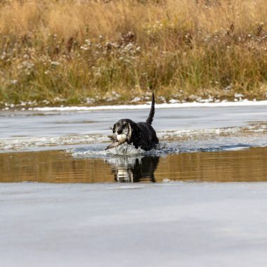 A black lab runs through a pond with a duck in its mouth