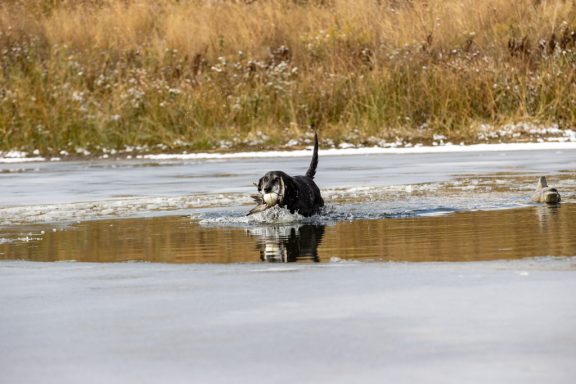 A black lab runs through a pond with a duck in its mouth