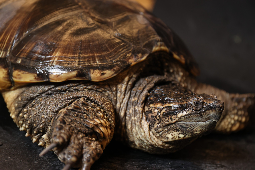 a profile view of a snapping turtle's face and upper body