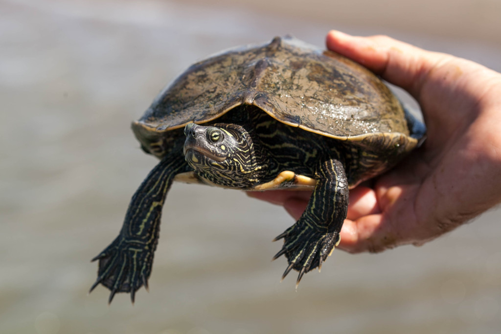 a hand holds a false map turtle 