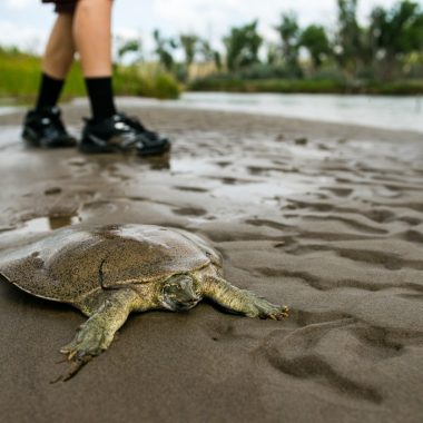 a turtle walks across a wet sandbar