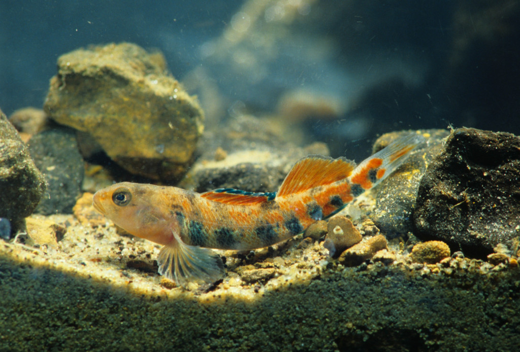 a small brightly colored orange fish in profile on a sandy and rocky surface in water