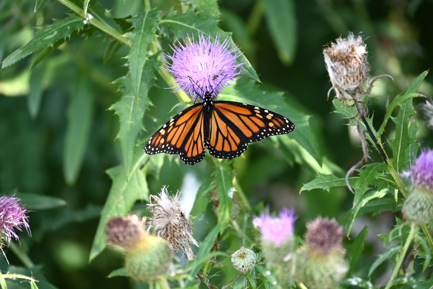 Monarch butterfly