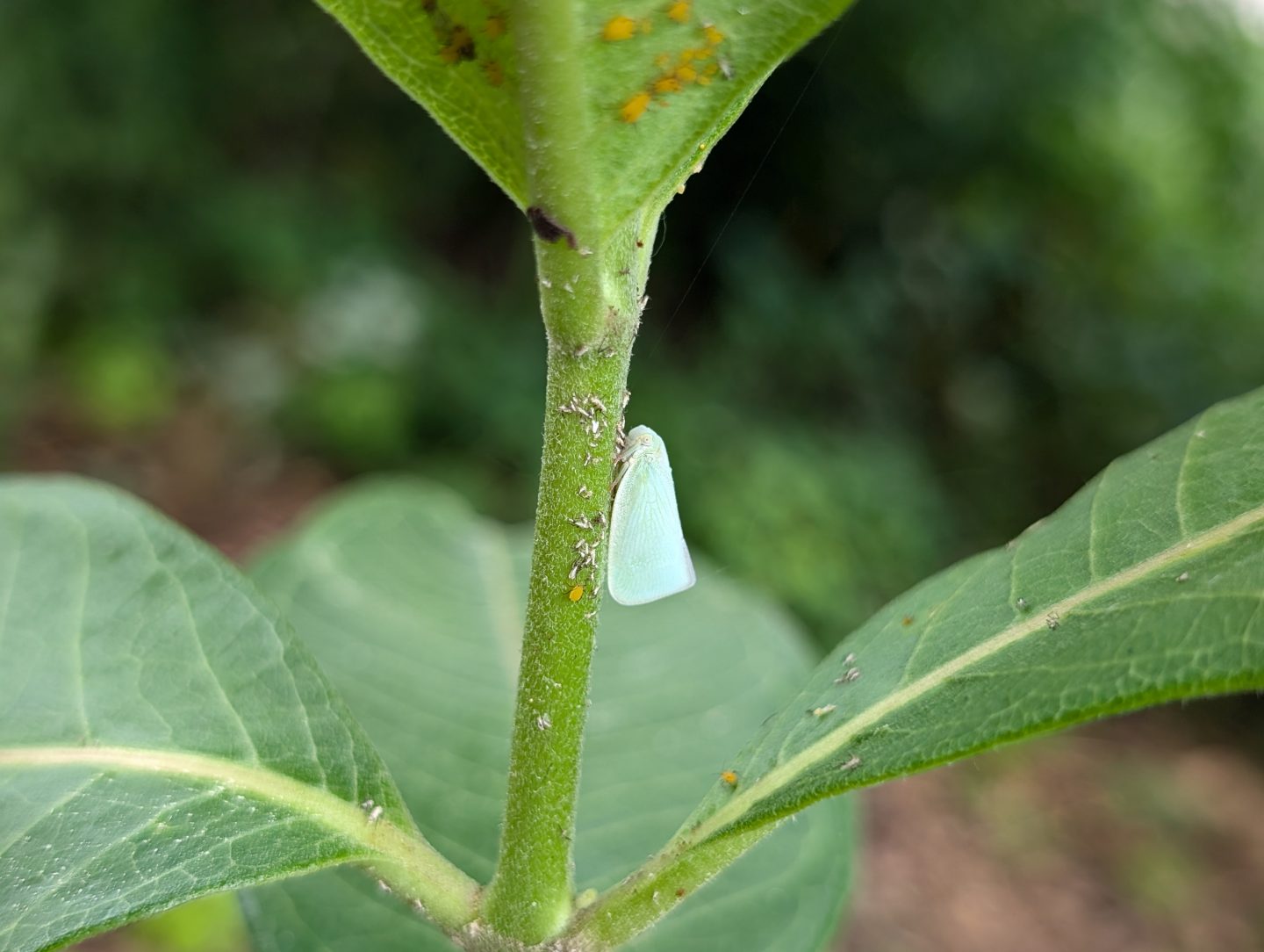 Northern flatid planthopper insect