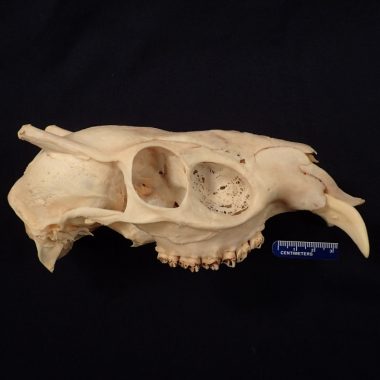 A skull of an Asian deer native to China, which has large canine teeth.