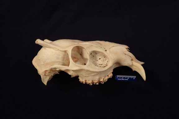 A skull of an Asian deer native to China, which has large canine teeth.