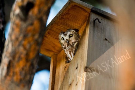 a northern saw-whet owl pokes its head out of a nest box and looks down at the camera