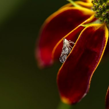 Planthopper insect on a flower