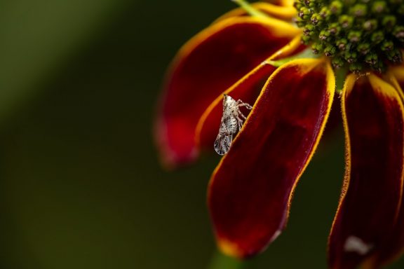 Planthopper insect on a flower