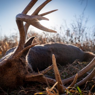 a deer's antlers are silhouetted by the sun